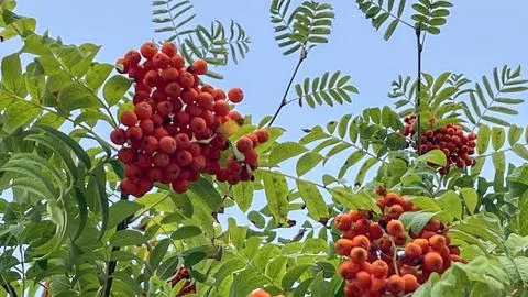 A tree with red berries is in full bloom Stock Photos