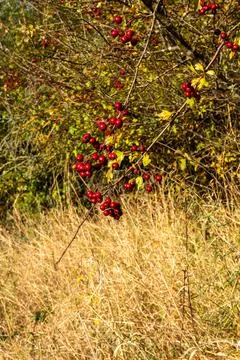 A tree with red berries on it Stock Photos