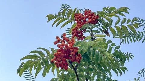 A tree with red berries on it Stock Photos