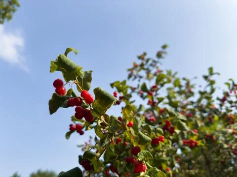A tree with red berries on it Stock Photos