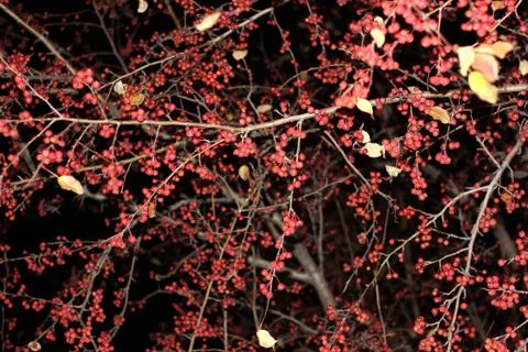 Tree with red berries in the light of a lantern at night in autumn Stock Photos