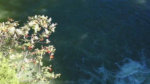 Tree with red berries over a stormy river Video stock 41257793