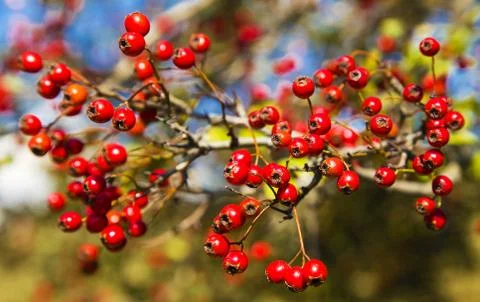 Tree with red berries Stock Photos
