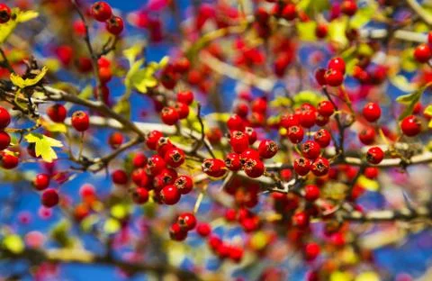 Tree with red berries Stock Photos