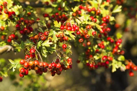 Tree with red berries Stock Photos