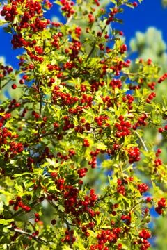 Tree with red berries Stock Photos