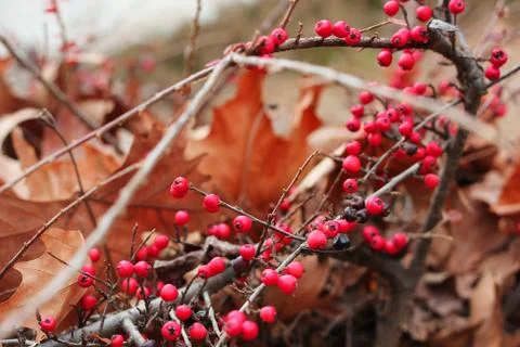 Tree with red berries Stock-Fotos