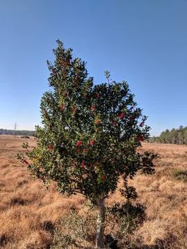 Tree With Red Berries Photos