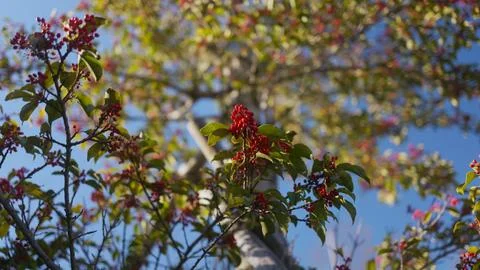 A tree with red berries Stockfoto's