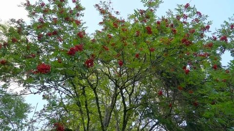 The tree with red berry fruit on the garden in Ireland Stock Footage 70413262
