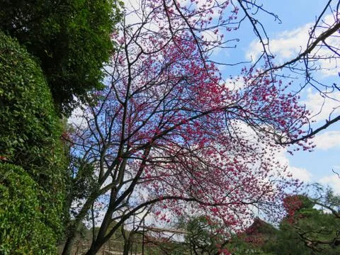 A tree with red buds in a park Stock Photos