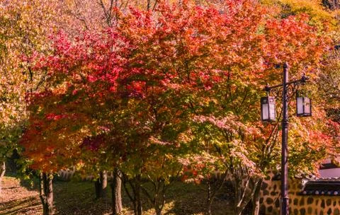 Tree with red fall leaves next to a lamp post Stock Photos