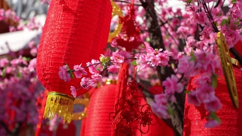 A tree with red flowers and red lanterns hanging from it Stock Footage 325789017
