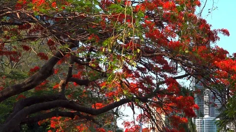 Tree with red flowers on a background of the city Stock Footage 121387449