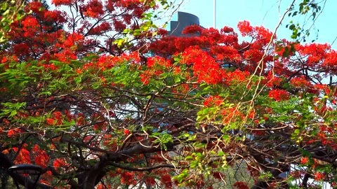Tree with red flowers on a background of the city Stock Footage 121387526