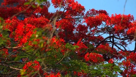 Tree with red flowers on a background of the city Stock Footage 121387667