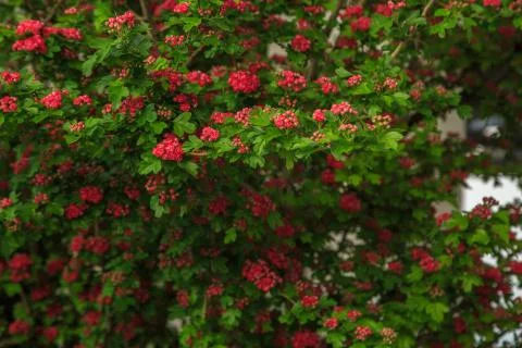 Tree with red flowers close. selective focus Stock Photos