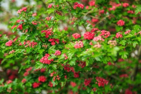 Tree with red flowers close. selective focus Stock Photos