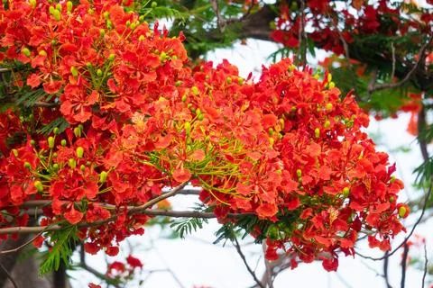 A tree with red flowers is in the foreground Foto stock