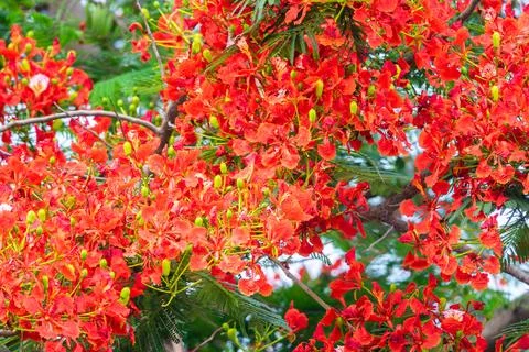 A tree with red flowers is in full bloom Stock Photos