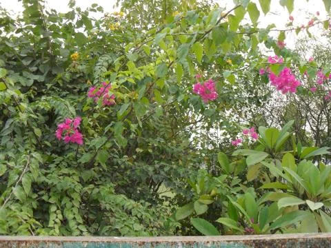 Tree with red flowers Stock Photos