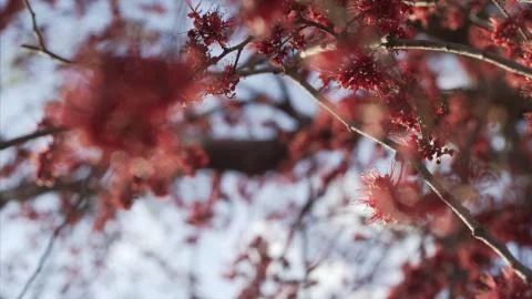 Tree with red flowers Stock Photos
