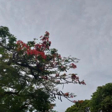 Tree with red flowers, seen directly from below Stock Photos