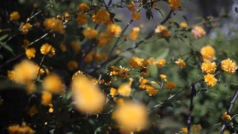 Tree With Red Flowers In Spring Video stock 69079991
