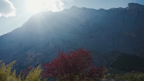 Tree with red foliage grows at mountain valley on sunny windy day. Italy, Europe 库存影片 127785240