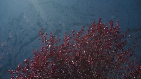 Tree with red foliage grows at mountain valley on sunny windy day, close-up 스톡 동영상 127785275