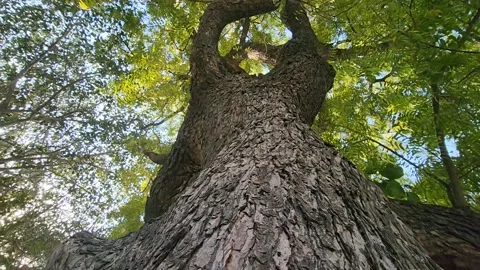 Tree in Red Fort, Different camera angle Stock Footage 232385145