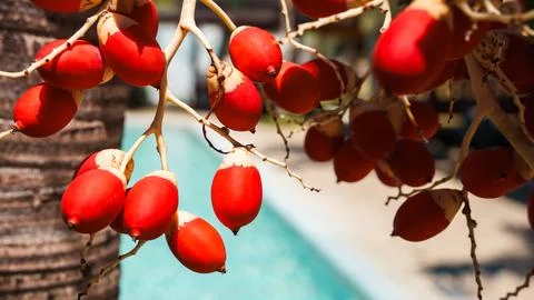 A tree with red fruit hanging from it Stock Photos