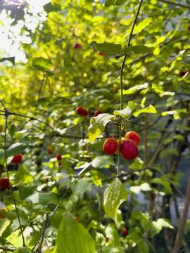 A tree with red fruit on it Stock Photos