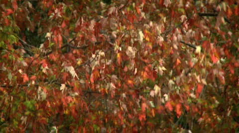 Tree red leaves 2 Stock Footage 623436