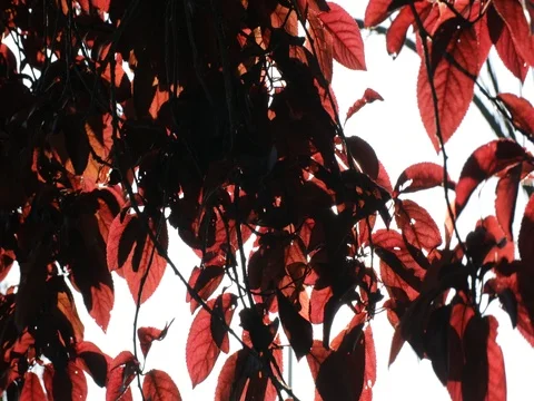 Tree with red leaves in autumn Stock Footage 74454898