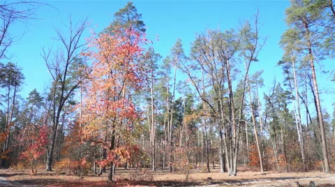 Tree with red leaves in autumn forest. Stock-Footage 42897241