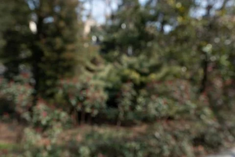 A tree with red leaves in the background Stock Photos