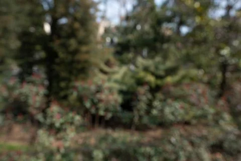 A tree with red leaves in the background Stock Photos