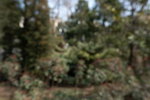A tree with red leaves in the background Stock Photos