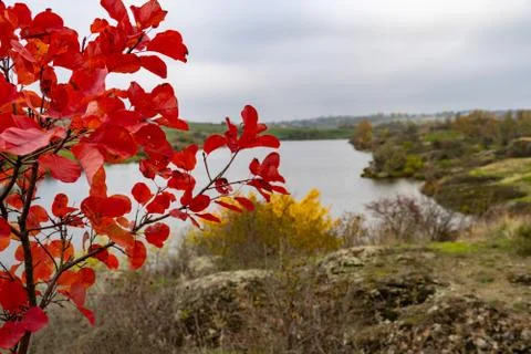 Tree with red leaves on the background of the river Stock-Fotos