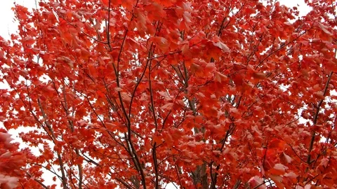 Tree with red leaves Stock Footage 103538860