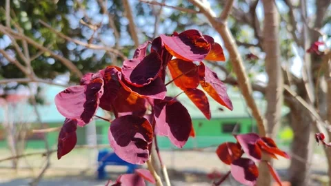 Tree red leaves Stock Footage 269845496