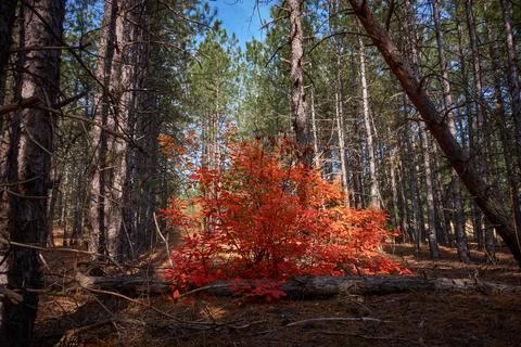 A tree with red leaves grows in the middle of a coniferous forest Stock Photos