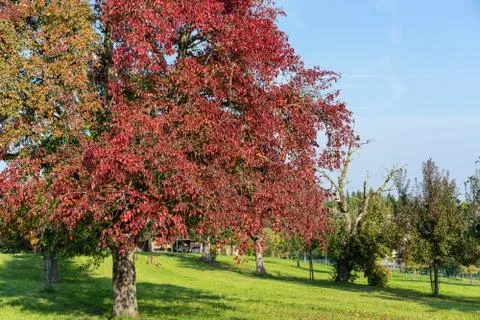 Tree with red leaves leaf autumn on grass field with blue sky Stock Photos