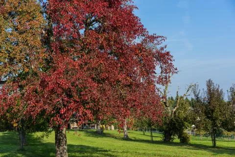 Tree with red leaves leaf autumn on grass field with blue sky two colour leaves Photos