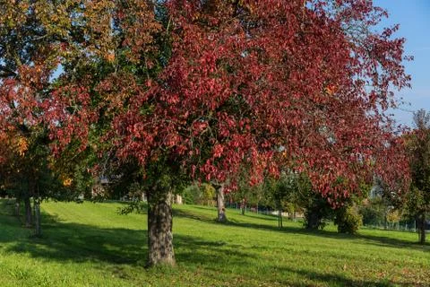 Tree with red leaves leaf autumn on grass field with blue sky two colour leaves Stock Photos
