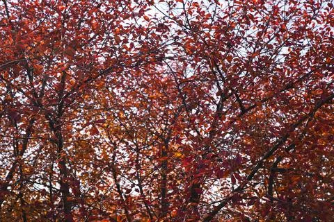 A tree with red leaves is the main focus of the image. The leaves are scatter Stock Photos