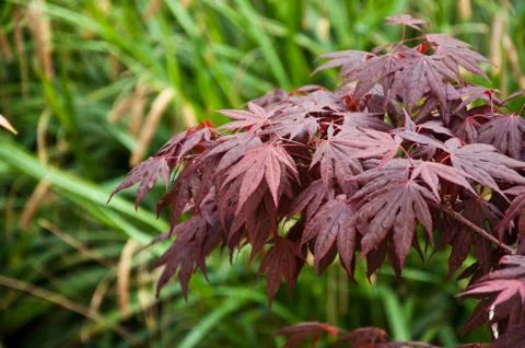Tree with red leaves Foto stock