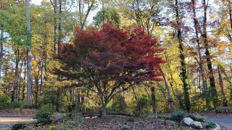 Tree with Red Leaves Stock Photos
