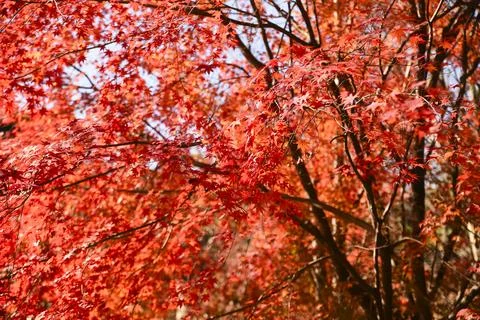 A tree with red leaves Stock Photos